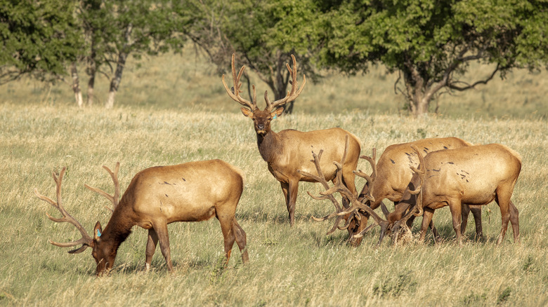 Elk on a ranch near Augusta Kansas