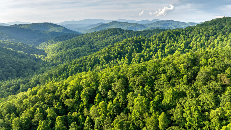 A view of the Blue Ridge Mountains in summer