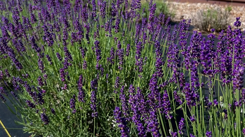 Lavender at the Lavender Bliss Flower Farm in Bridgman, Michigan