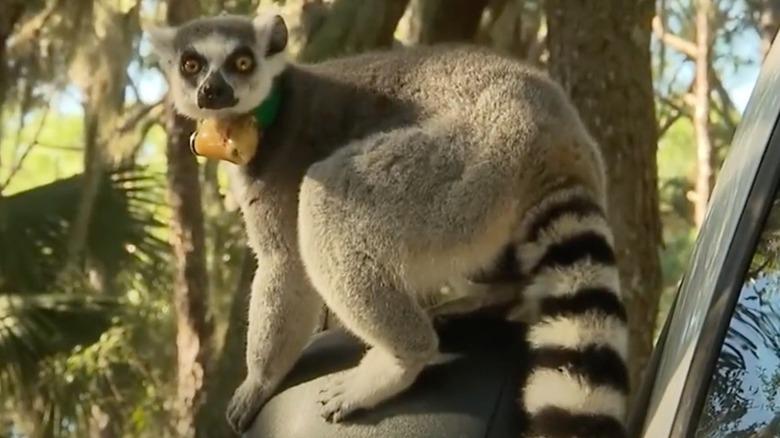 lemur perched on a car mirror