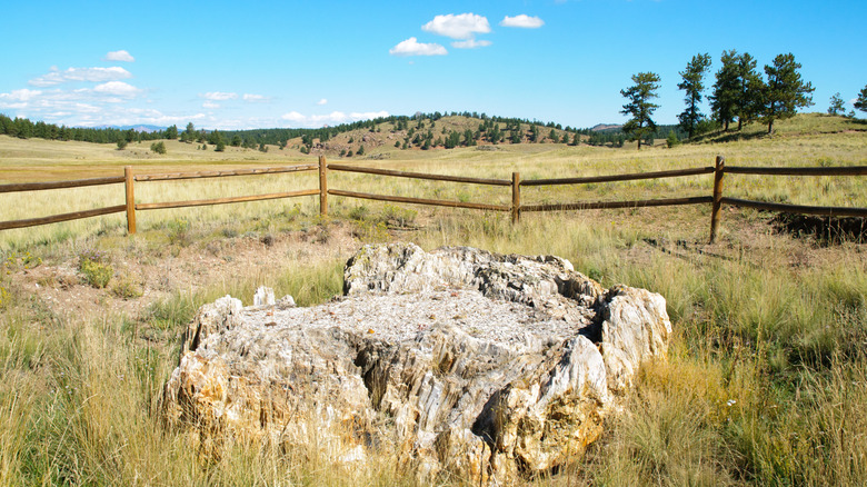 Petrified redwood stumps at Florissant Fossil Beds National Monument