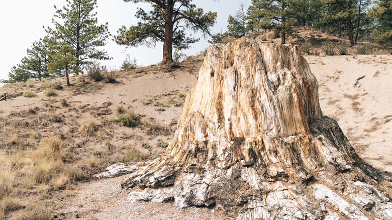 A petrified tree at Florissant Fossil Beds National Monument