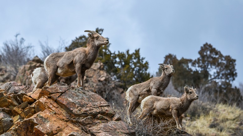 Bighorn sheep in Waterton Canyon, Colorado