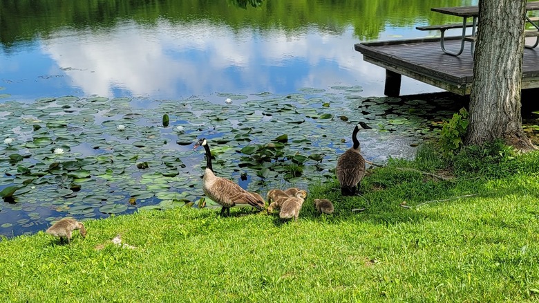 Geese and goslings meander by the side of a fishing pond.