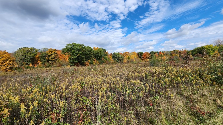A field of tall grasses with autumn trees behind at Slate Run Metro Park outside Columbus, OH.