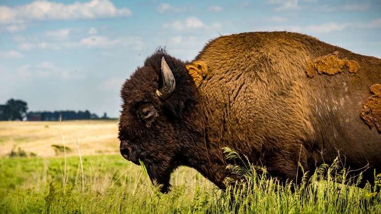 Bison standing in a prairie at the Neal Smith National Wildlife Refuge