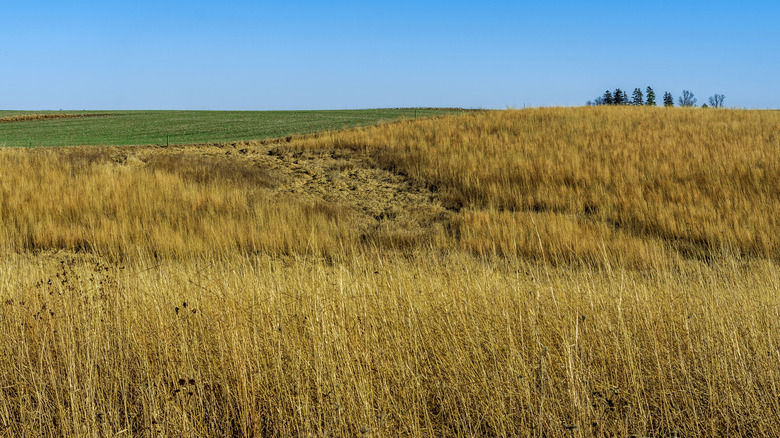 Rolling prairie grassland at the Neal Smith National Wildlife Refuge in Iowa