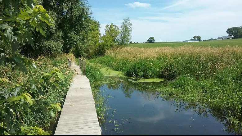 A wooden boardwalk and bridge cross a wetland with farmland in the background at Nicholson Wildlife Refuge.