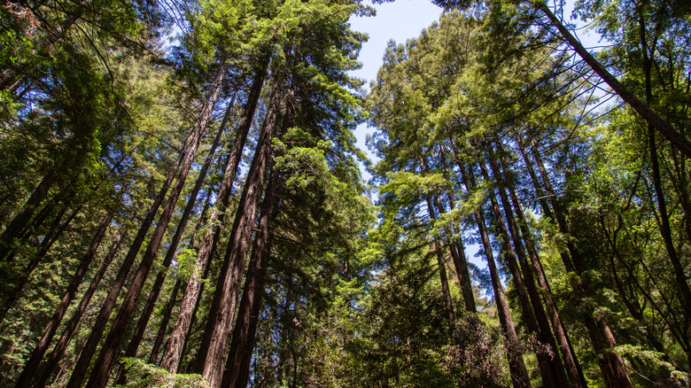 Tall trees in Reinhardt Redwoods Regional Park