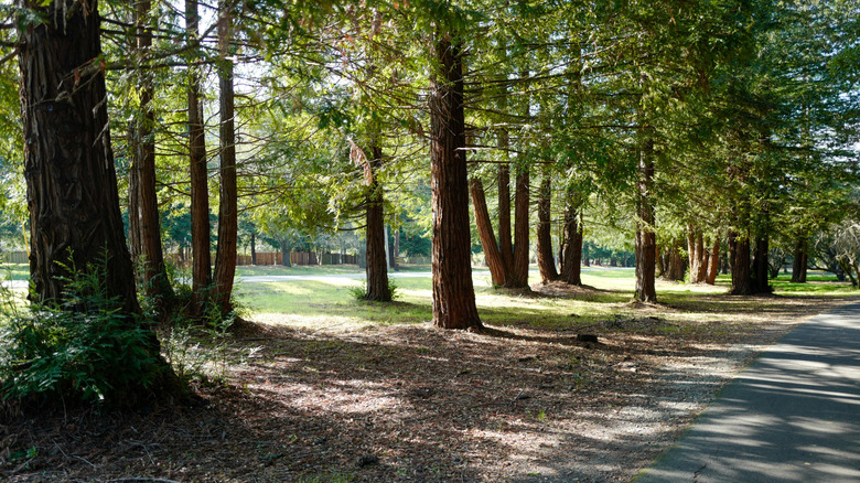 Redwood grove in Moraga CA