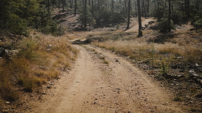 Trees and sky in the Prescott National Forest