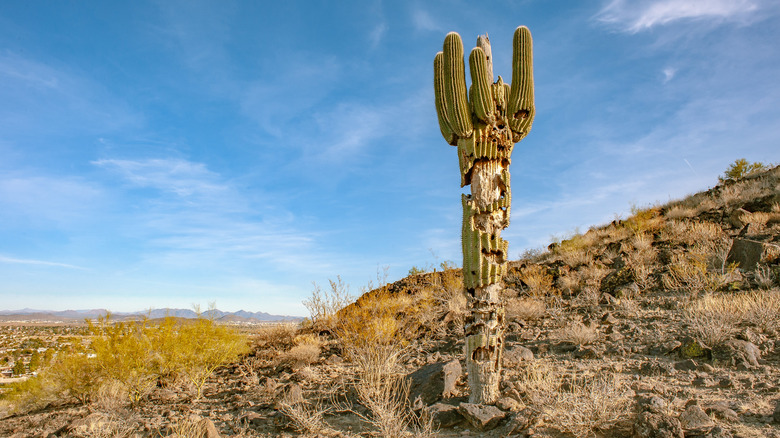 Saguaro cactus in Arizona