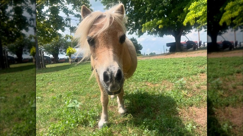 Miniature horse at DT Ranch Country