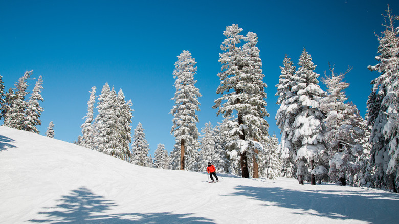 Person skiing down snowy slope in the Sierra Nevada mountains.