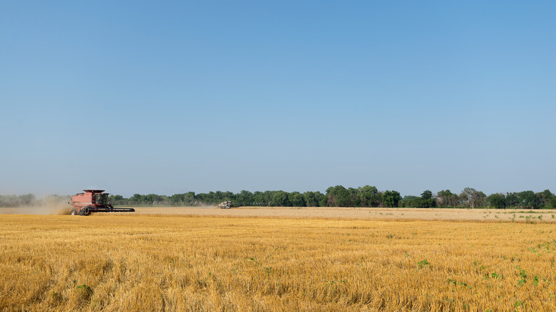 A combine harvesting wheat field near Concordia