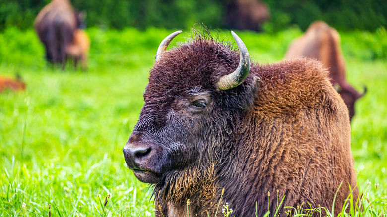 A bison at the Elk and Bison Prairie
