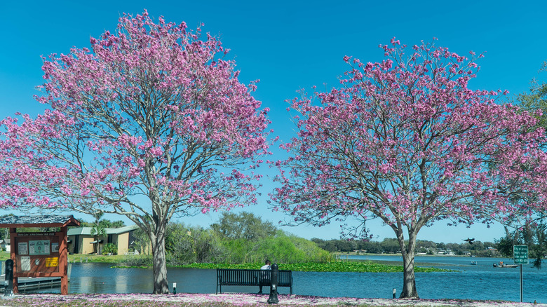 Cherry blossom trees in full bloom in front of a lake