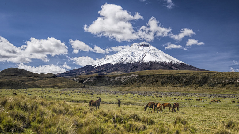 Cotopaxi Volcano on a clear day