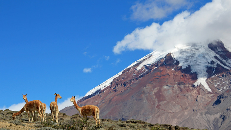 Vicuñas grazing at Chimborazo