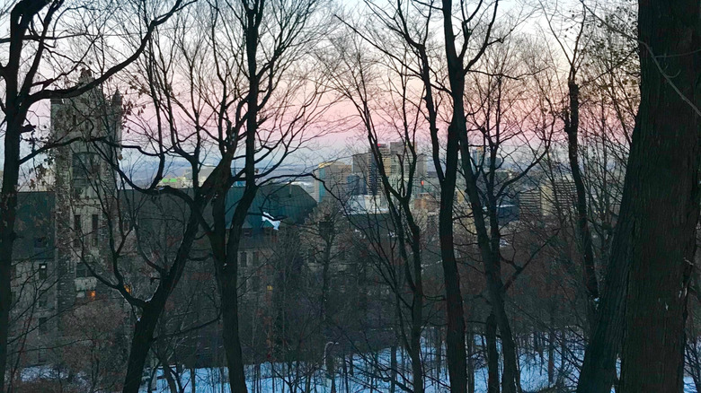 A walk in the woods in the winter in the Mont Royal, of Montreal