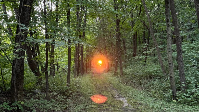 Light pierces woodland on a hiking trail in Lake Minnewashta Regional Park, Minnesota