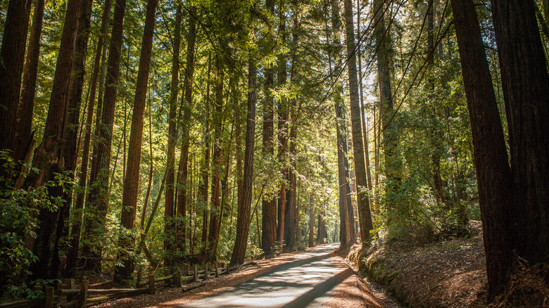 Big Basin Redwoods State Park