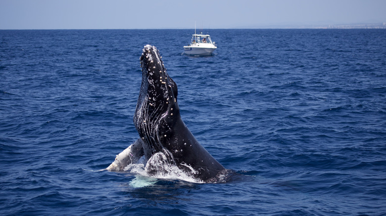 blue whale in San Diego