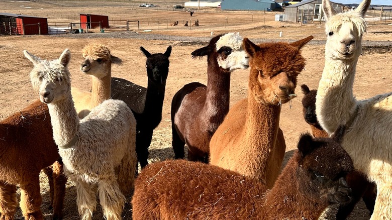 Alpacas at Our Red Barn Ranch in Calhan, Colorado