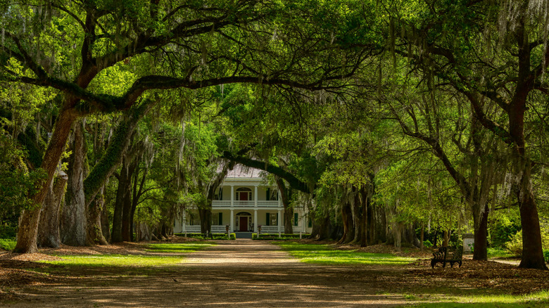 A tree-canopy path to Rosedown Plantation, St. Francisville, Lousiana