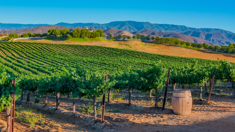 Rows of grape vines at a vineyard in Temecula Valley