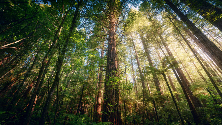 Redwood trees grow toward a sunny blue skyin Rotorua, New Zealand