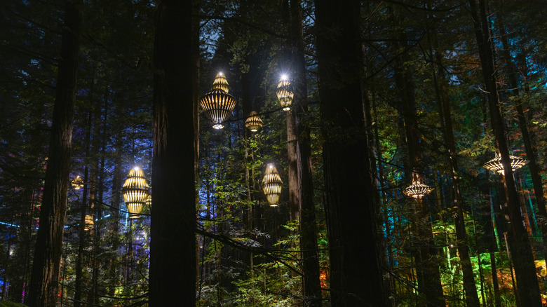 The Redwoods in Rotorua are ignited by fairy-like wooden lanterns at night