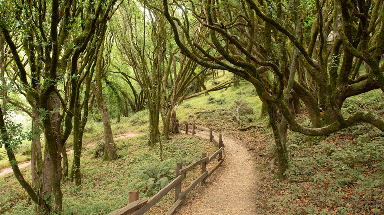 Part of the Dipsea Trail with dense fern foliage and low-hanging fog
