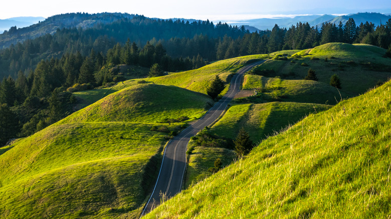 A road curving through rolling hills at Mount Tamalpais State Park in spring