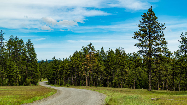 Dirt track passing through trees in the Umatilla National Forest.