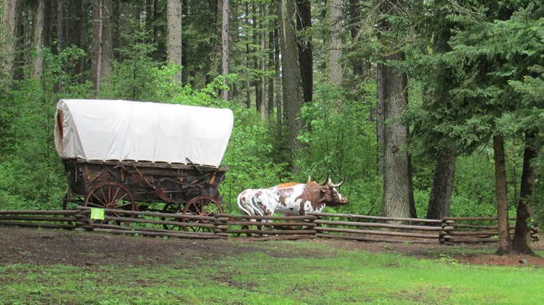 Structure of historic wagon being pulled by cows