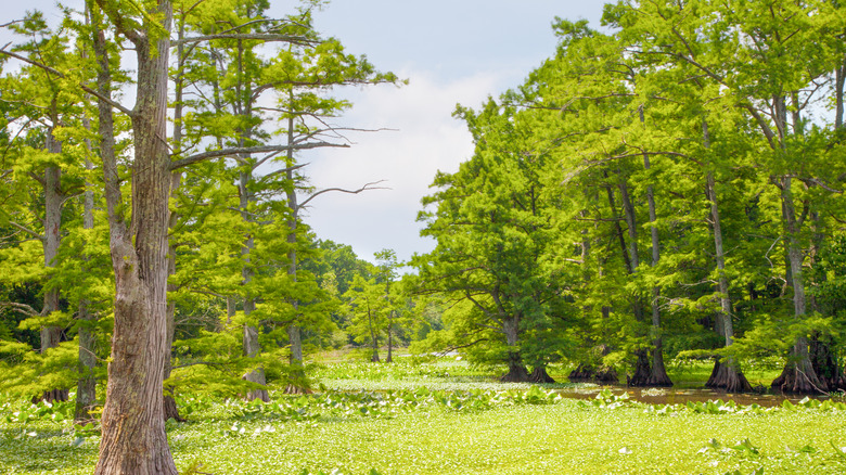 Trees and wetlands in Reelfoot Lake State Park.