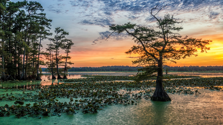 Trees and lake at sunset in Reelfoot Lake State Park, Tennesee.