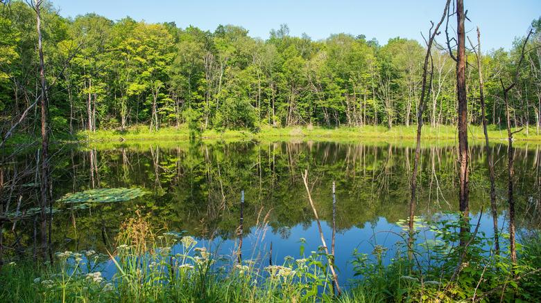 Trees reflected in the water