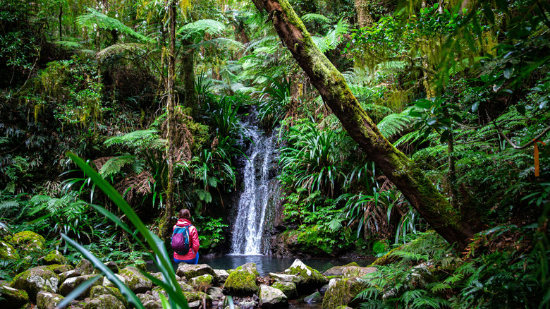 Hiker admires waterfall in Australian rainforest