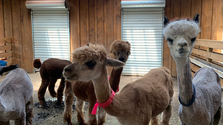 Cute alpacas standing together in an enclosure