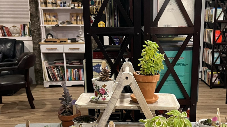 Inside Spellbound Books, showing plants and shelves