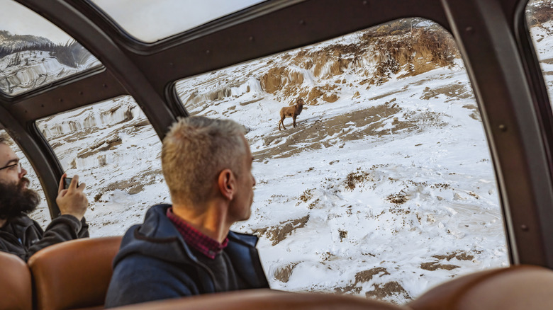 Wildlife sighting in the Canadian Rocky Mountains from Prestige Park Car's scenic dome section onboard VIA Rail's train, The Canadian, during winter