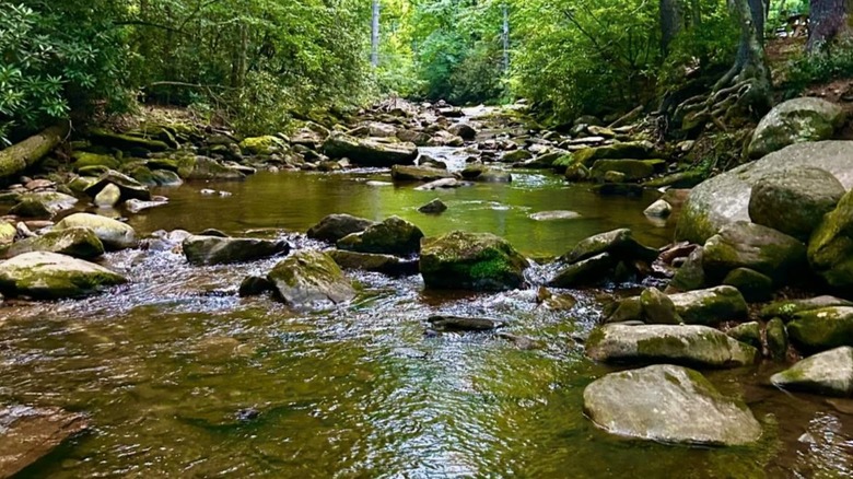 A stream with rocks and green forest, South Mountains State Park, NC