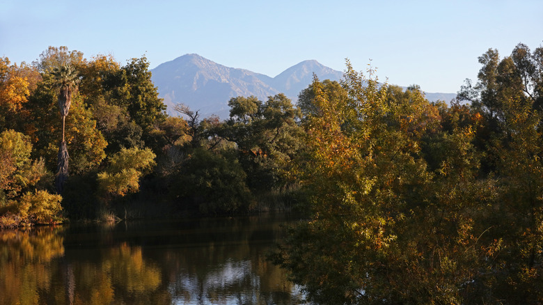 Cucamonga Peaks with autumn-colored trees