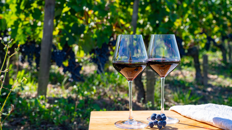 Two glasses of red Bordeaux wine at a vineyard