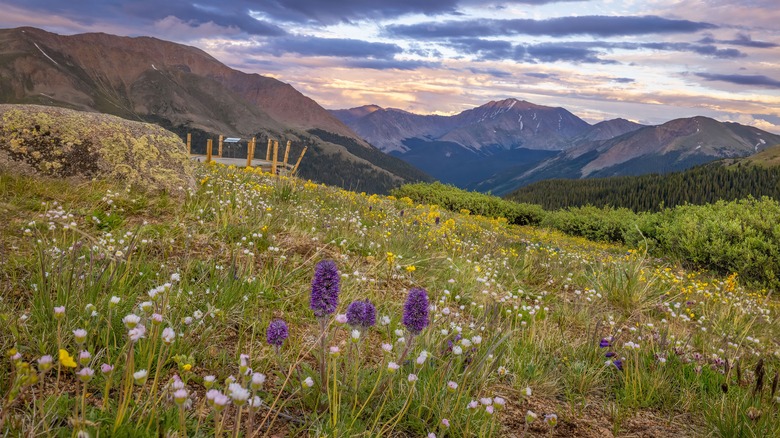 Wildflower trails winding through Independence with Rocky Mountains