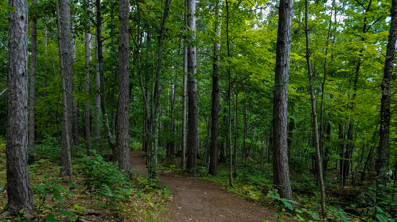 Tall trees throughout a trail