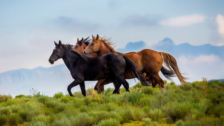 Three mustang horses running on a grassy hill
