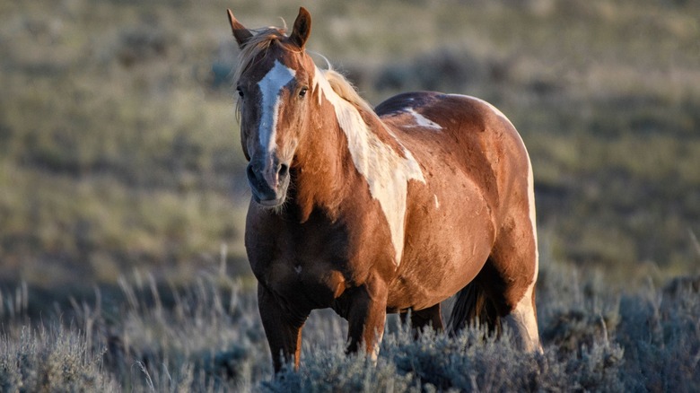 A mustang horse standing on a grassy landscape